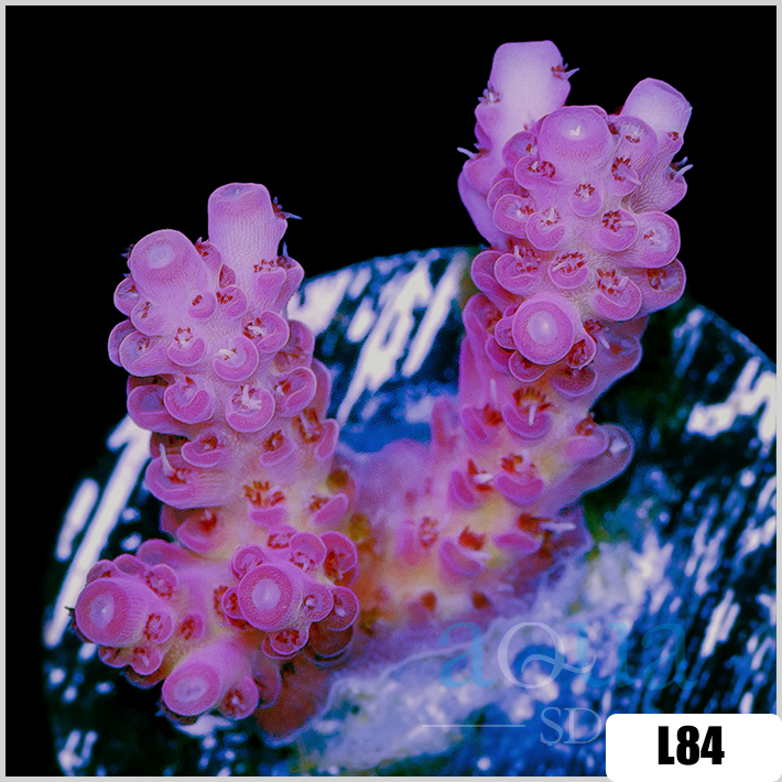 Acropora cervicornis