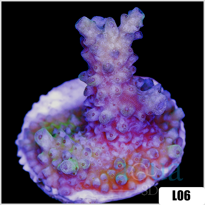 Acropora cervicornis