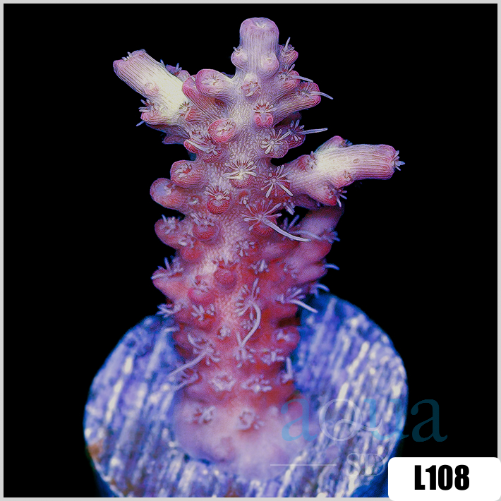 Strawberry Shortcake Staghorn Acropora