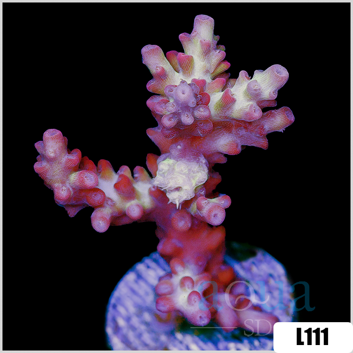 Strawberry Shortcake Staghorn Acropora