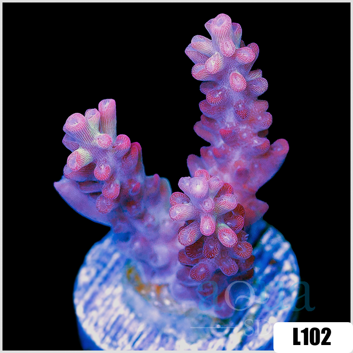 Strawberry Shortcake Staghorn Acropora