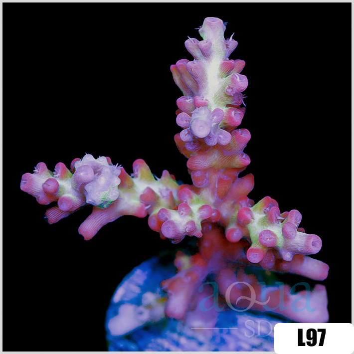 Acropora cervicornis