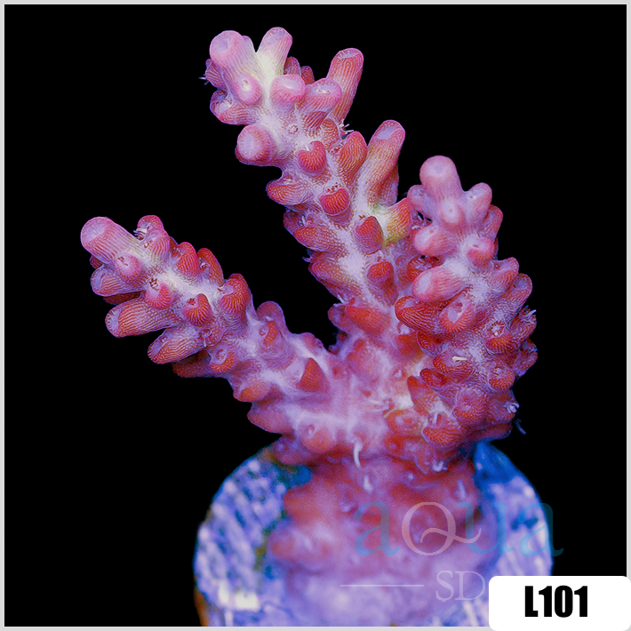 Acropora cervicornis
