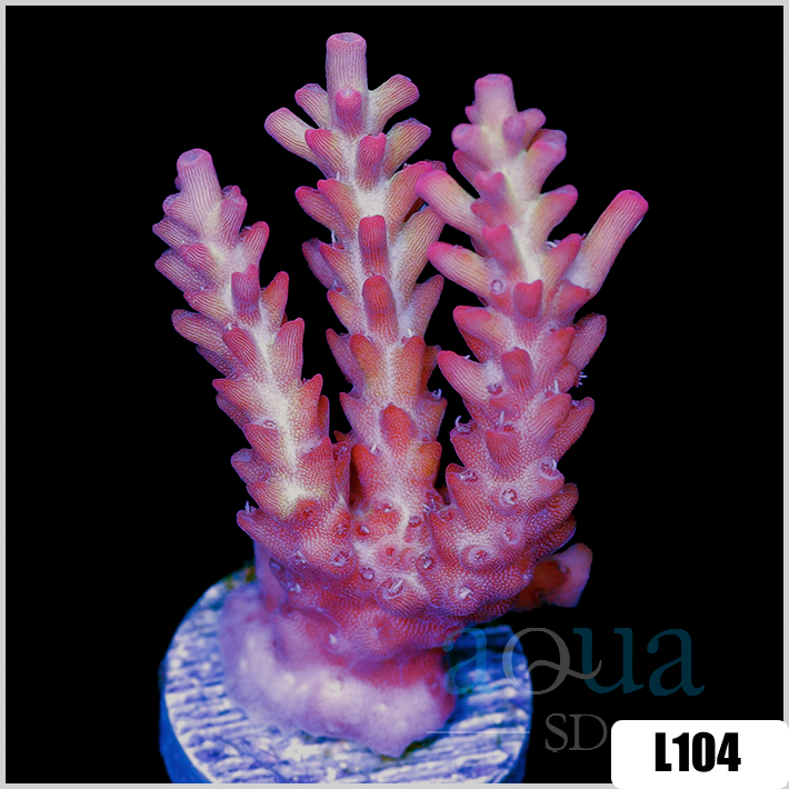 Acropora cervicornis