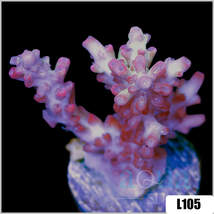 Acropora cervicornis