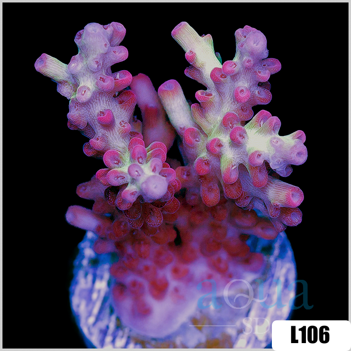 Acropora cervicornis
