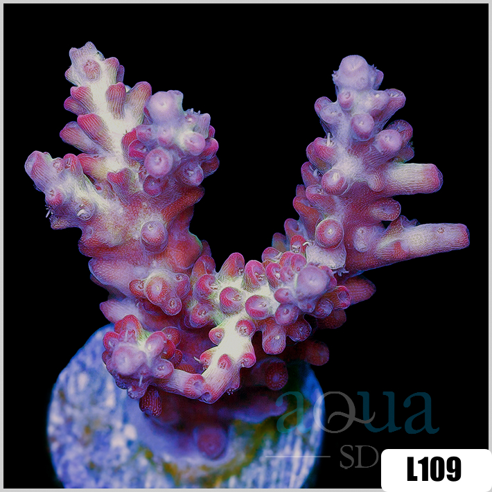 Acropora cervicornis