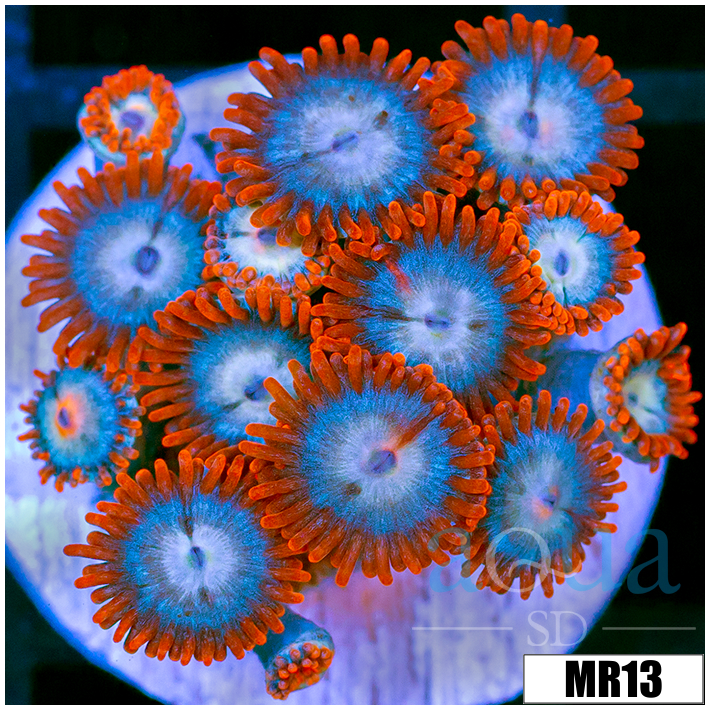 Zoanthus sociatus