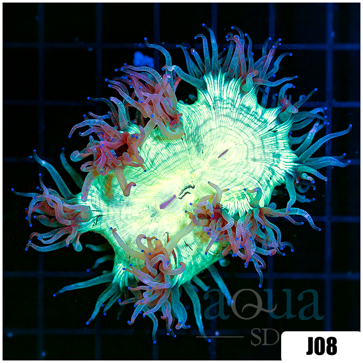Catalaphyllia jardinei