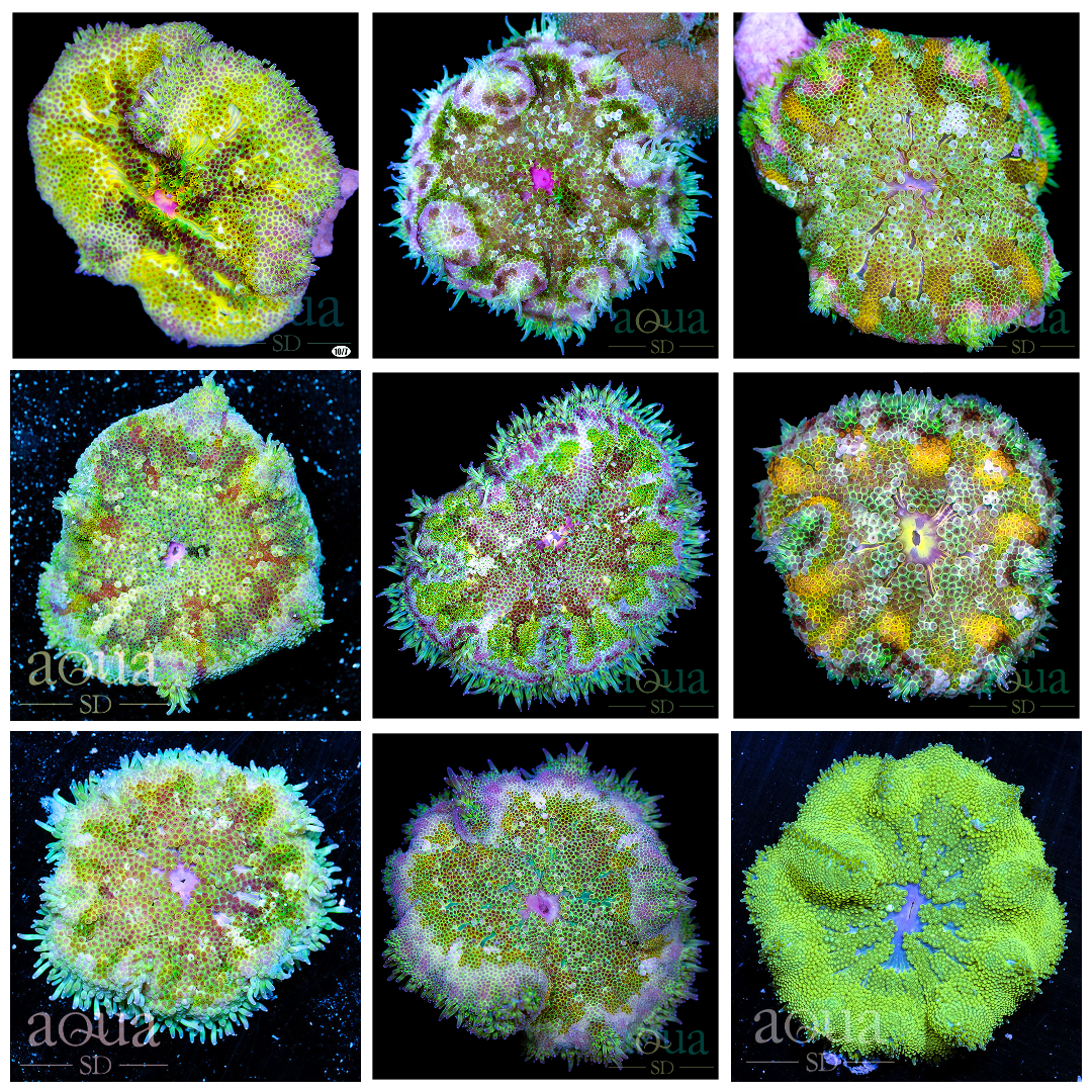 Stichodactyla haddoni