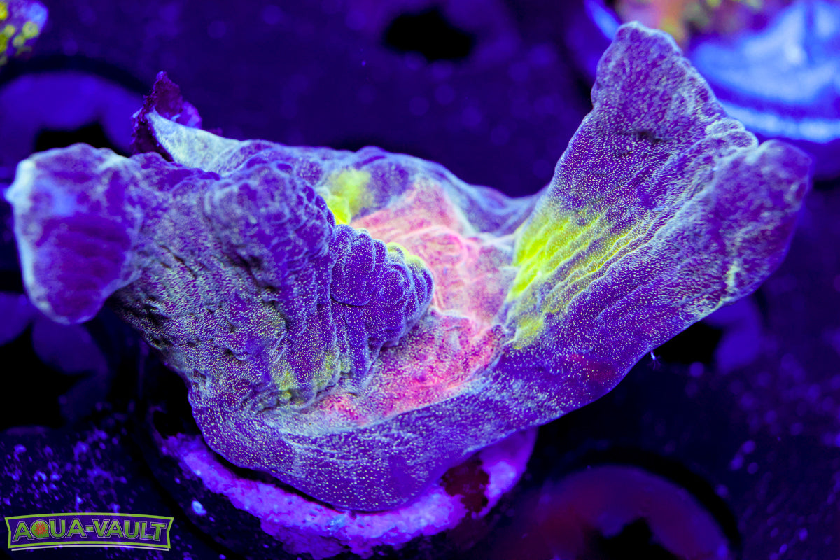 Butterfly Pectinia