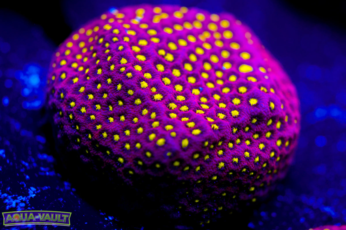 Electric Daisy Stylocoeniella