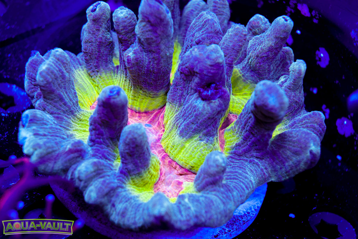 Rainbow Pectinia Colony