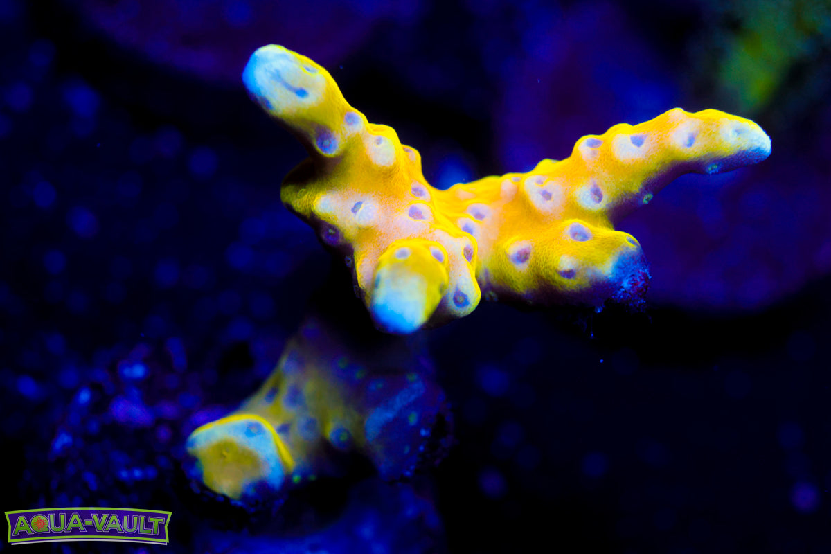 RRC Golden Rod Anacropora