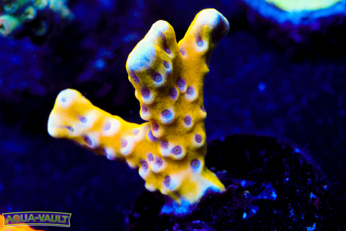 RRC Golden Rod Anacropora