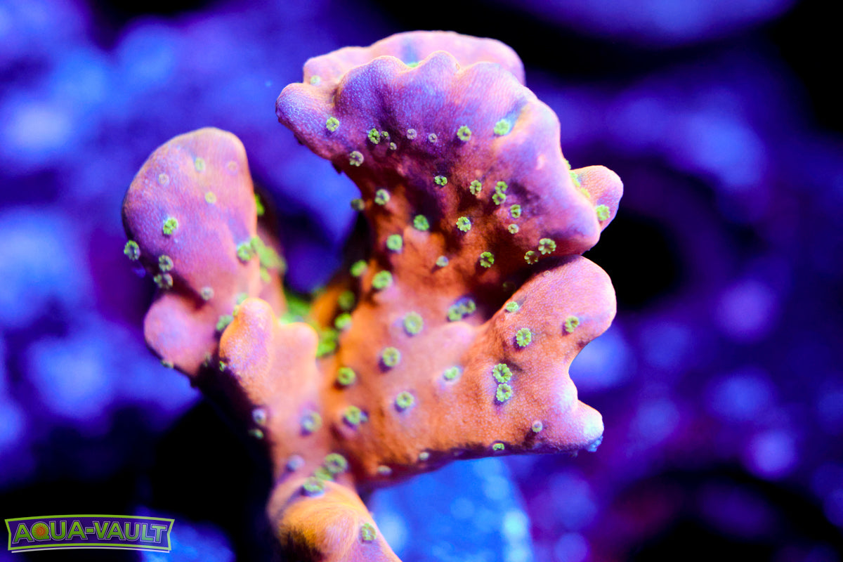 RRC Tropicana Anacropora