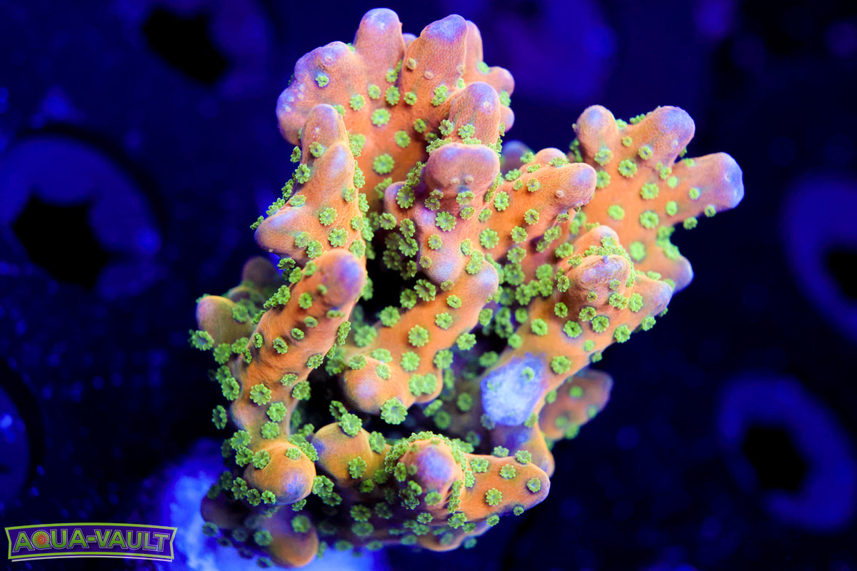 RRC Tropicana Anacropora Colony