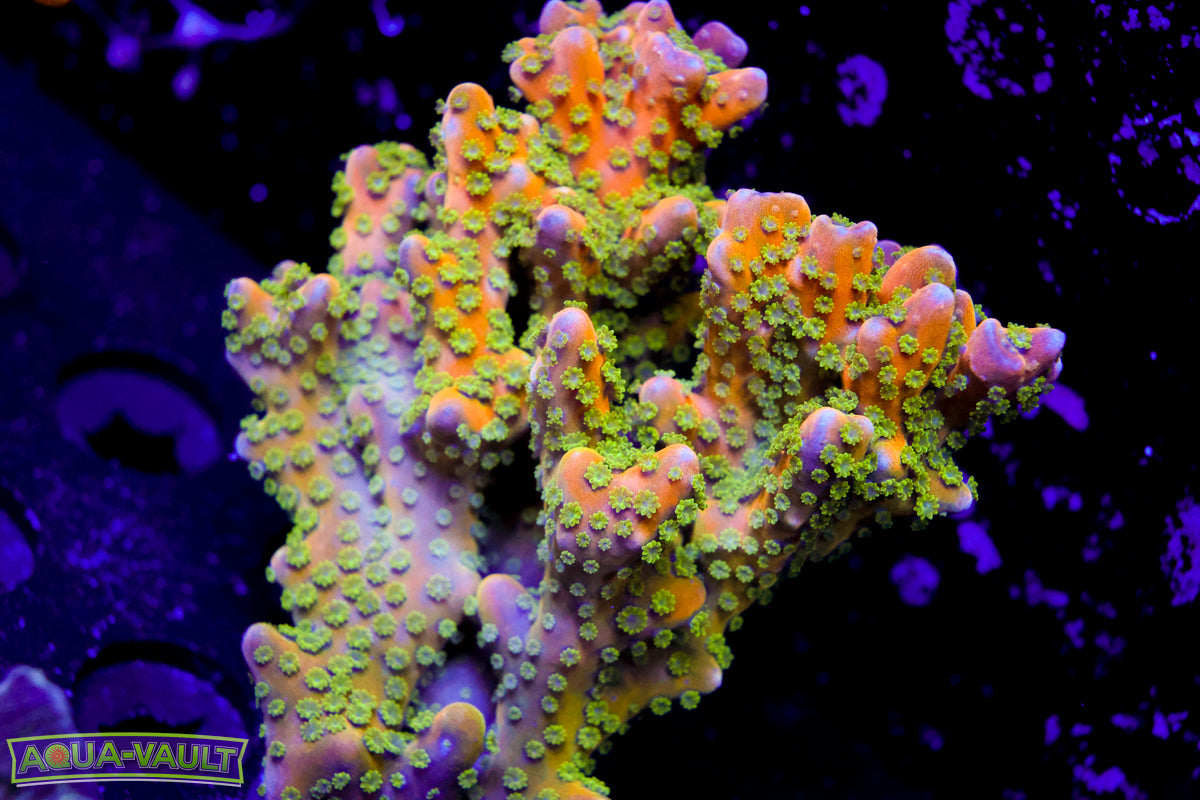 RRC Tropicana Anacropora XL Colony