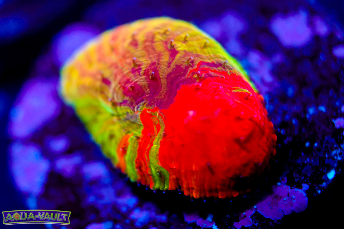 WWC Diablo Diaseris Plate (all colors)