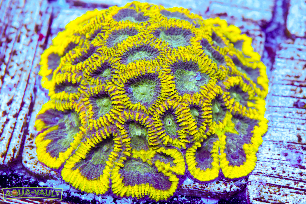 Neon Favia