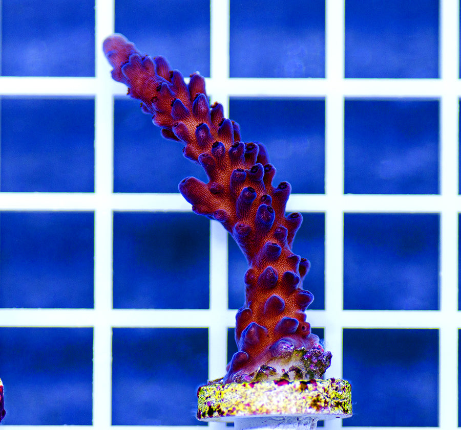 AAF Premium Aquacultured Acropora staghorn