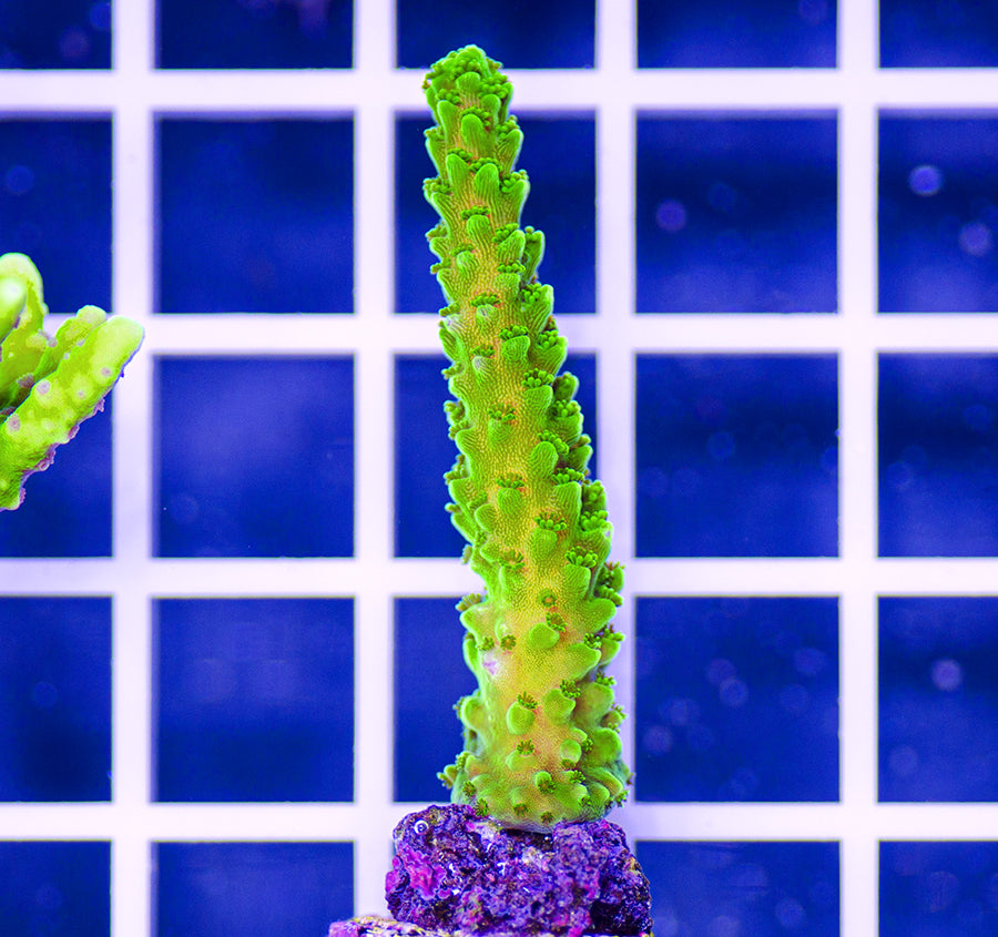 AAF Premium Aquacultured Green Slimer Acropora sp.
