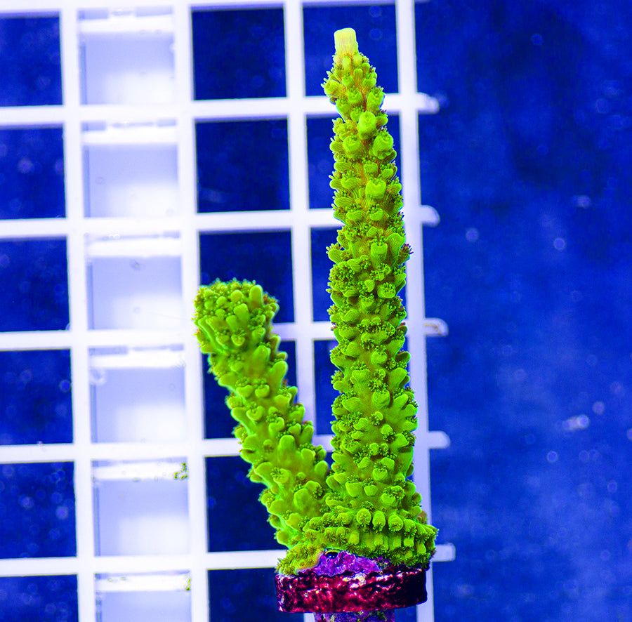 AAF Premium Aquacultured Green Slimer Acropora sp.