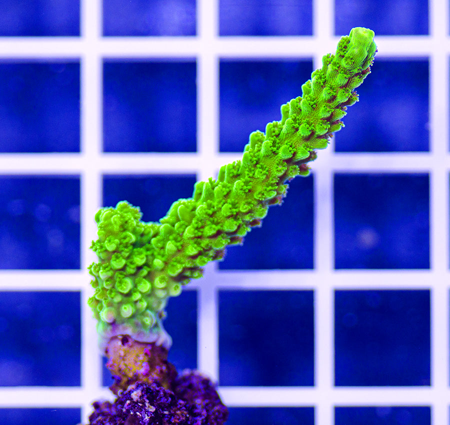 AAF Premium Aquacultured Green Slimer Acropora sp.