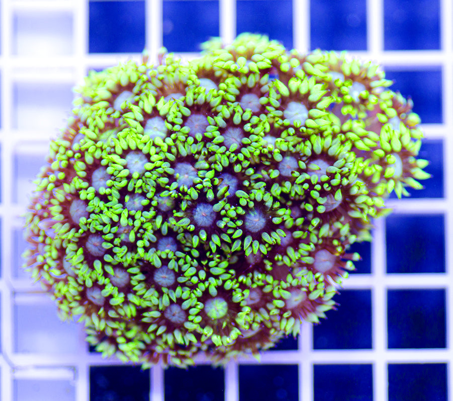 Australian Premium Haymaker Goniopora
