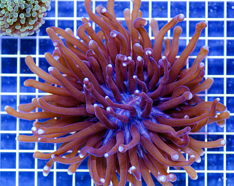 Heliofungia actiniformis