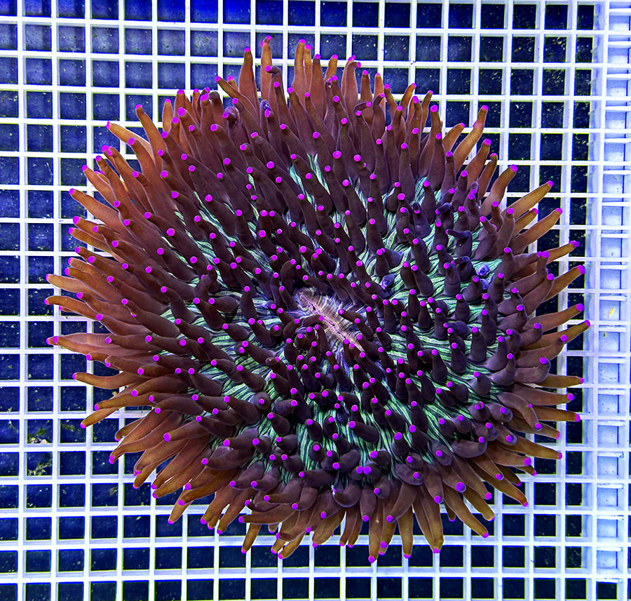 Australian Premium  Heliofungia Showpiece