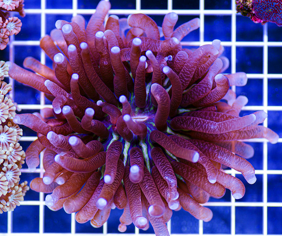 Heliofungia actiniformis