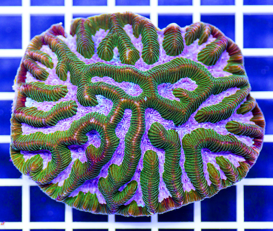 Australian Premium Lavender Platygyra (Favia)