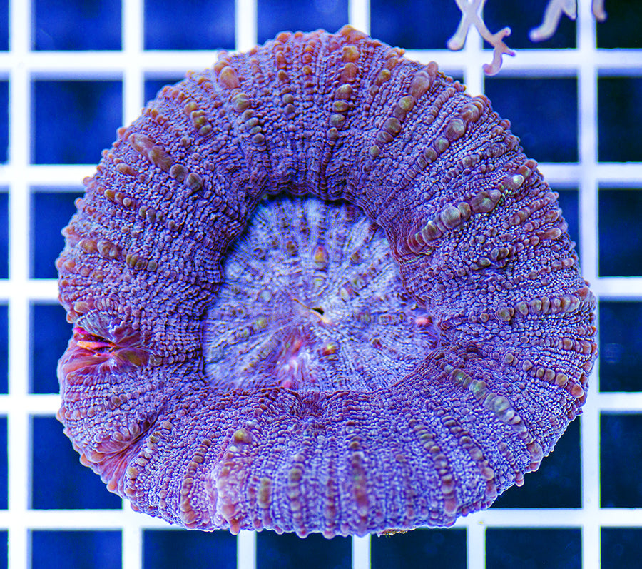 Australian Premium Lavender Sky Scolymia