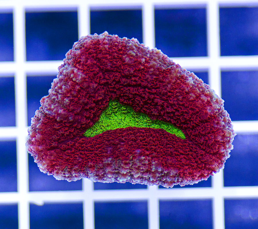 Australian Premium Lobophyllia
