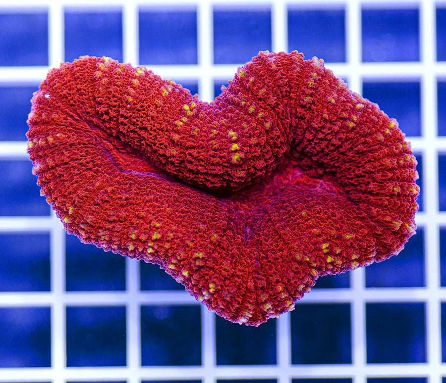 Australian Premium Lobophyllia