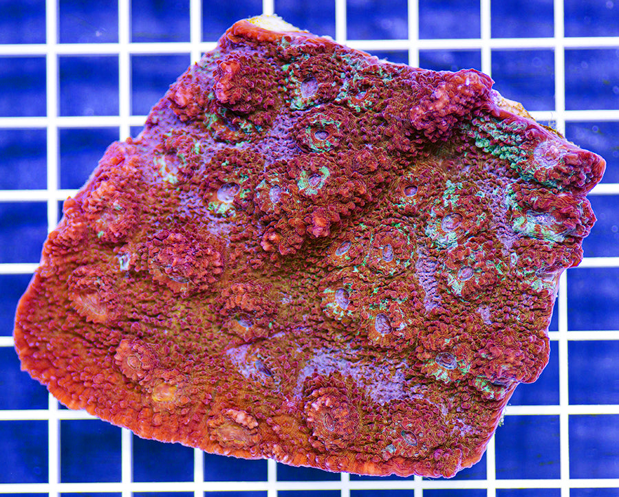 Cyphastrea sp.