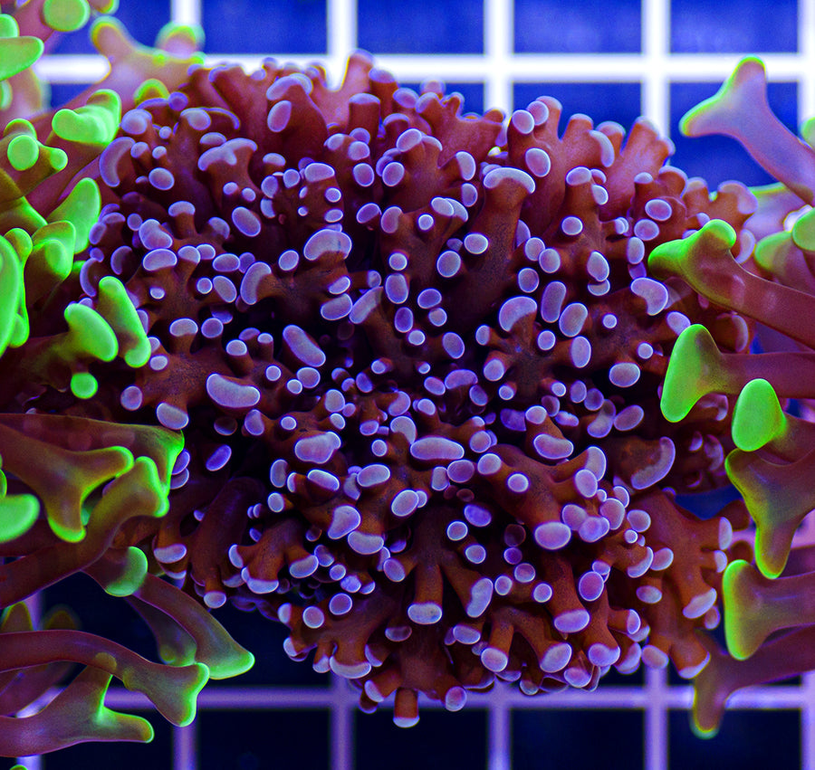 Euphyllia
