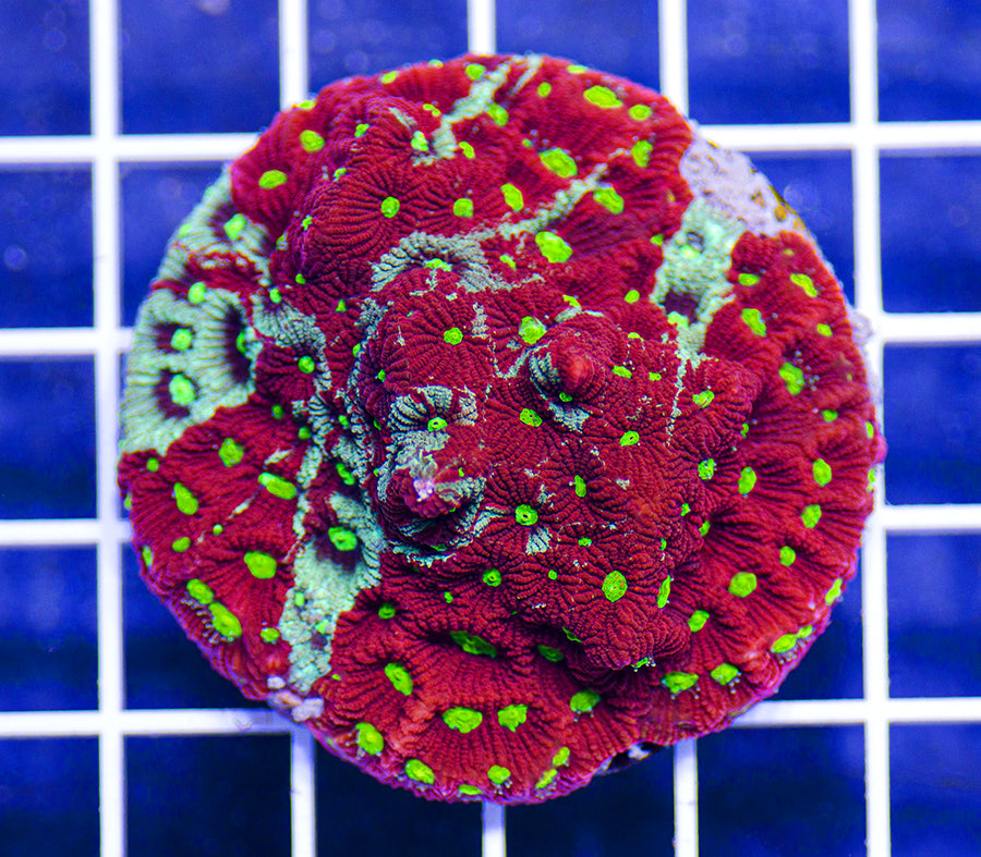 Australian Premium Rainbow War Coral Favites pentagona (Favia)