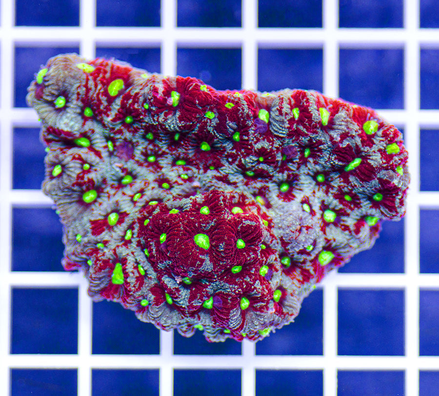 Australian Premium Rainbow War Coral Favites pentagona (Favia)