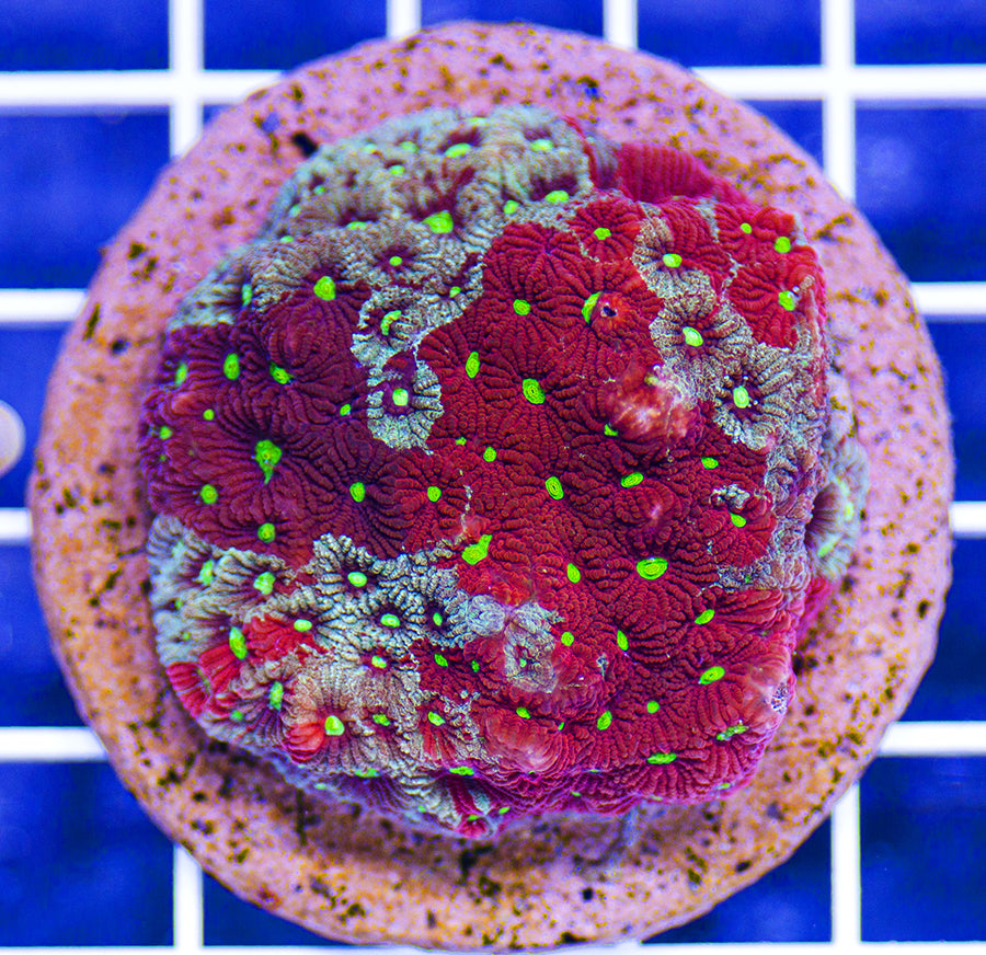 Australian Premium Rainbow War Coral Favites pentagona (Favia)