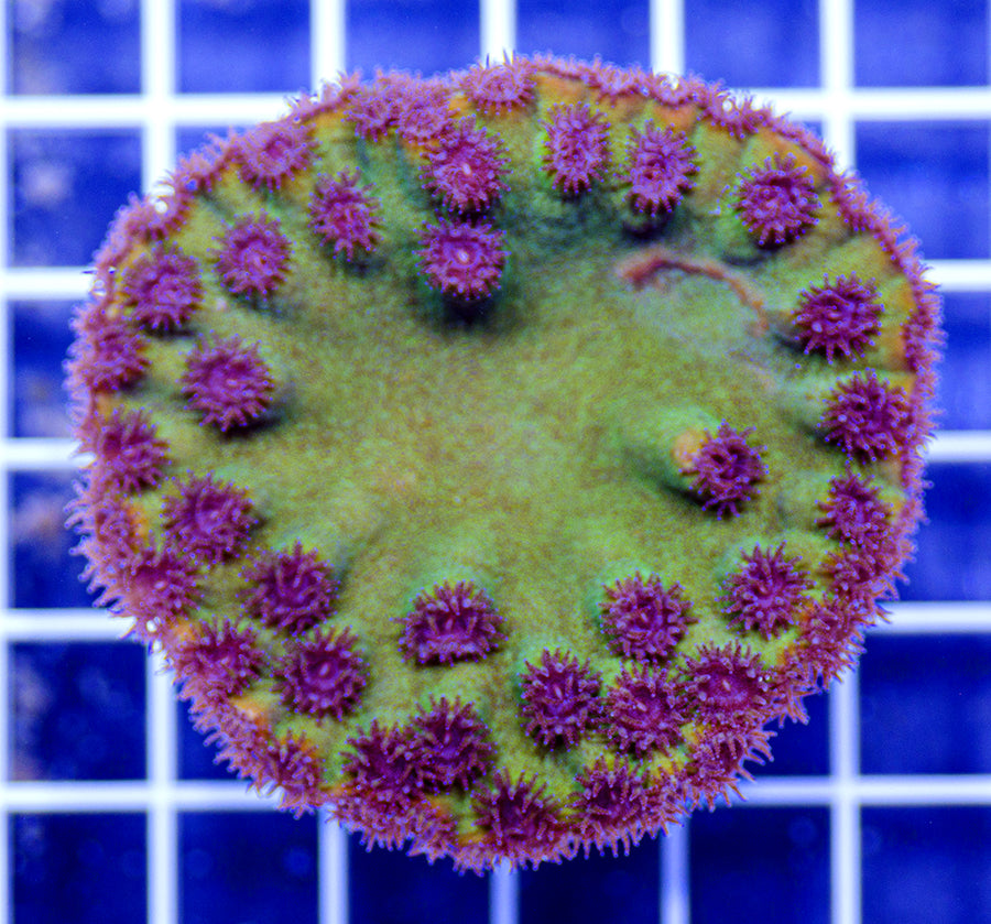 Australian Premium Scroll Coral Turbinaria (Chalice)