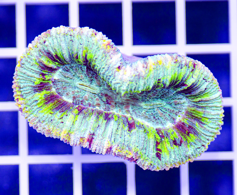 Trachyphyllia