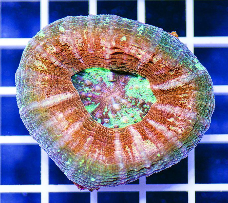 Australian Premium Sharkeye Scolymia