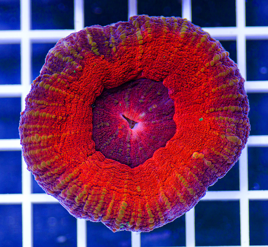 Australian Premium Simply Red Scolymia
