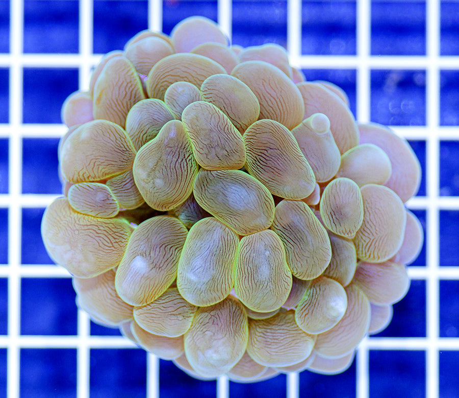 Plerogyra sinuosa