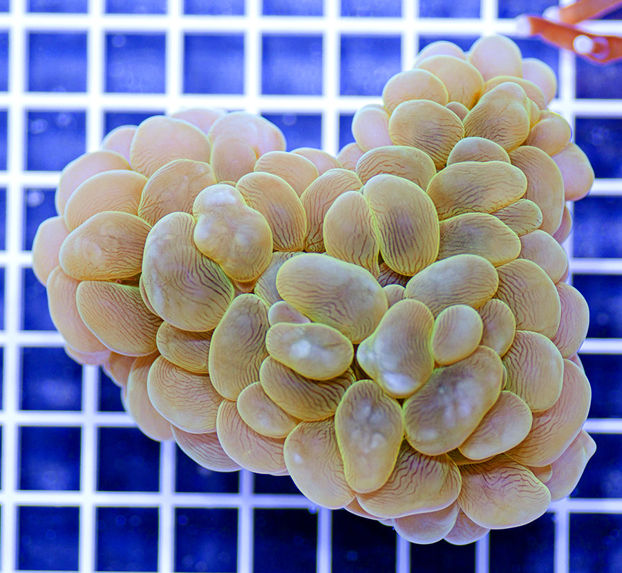 Plerogyra sinuosa