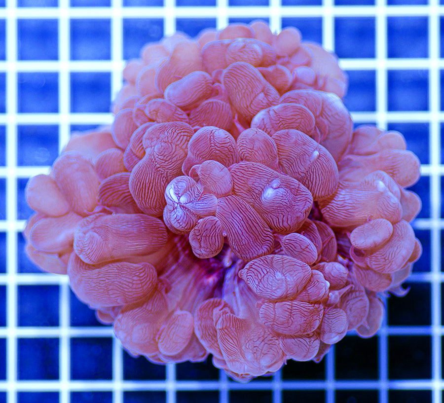 Plerogyra sinuosa