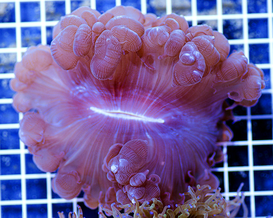 Plerogyra sinuosa