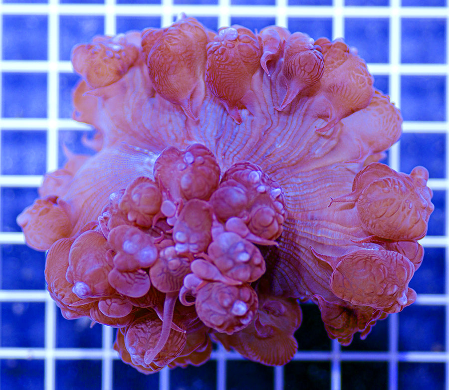 Plerogyra sinuosa